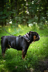 English bulldog on green grass field