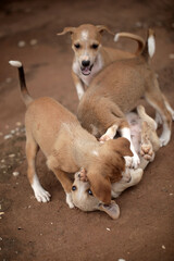 animal closeup - vertical   photography of a group of small brown and white africanis dog puppies playing with each other on a sandy ground, on a sunny day in the Gambia, Africa 