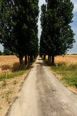 Rural road with trees surrounded by barley cultivation, Parma, Italy