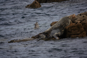 Fototapeta premium Common grey seal, Isles of Scilly, England, August 2021
