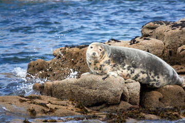 Common grey seal, Isles of Scilly, England, August 2021