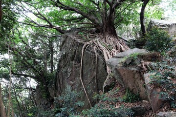 西平椿公園　アコウの大木