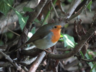 Robin 