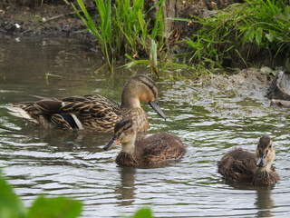A family of ducks is swimming in a small stream