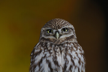 little owl on a branch