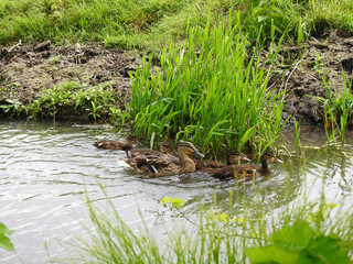 Fototapeta na wymiar A family of ducks is swimming in a small stream