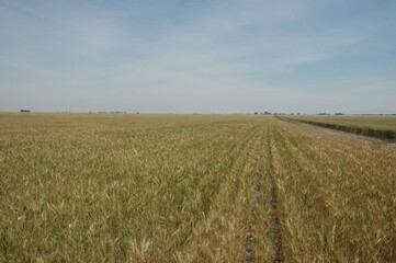 Golden wheat fields