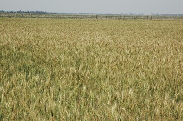 Golden wheat fields