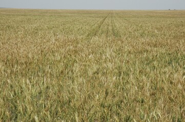 Golden wheat fields