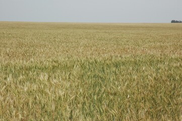 Golden wheat fields