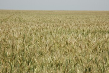 Golden wheat fields