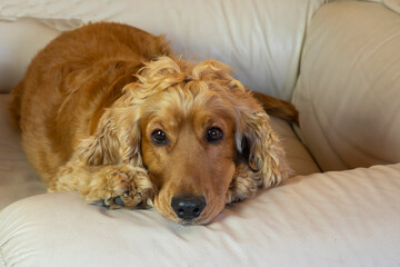 cute cocker spaniel with sad eyes on a white armchair in the house