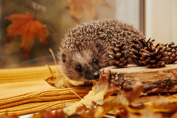Close-up of a European hedgehog in colourful yellow and orange Autumn leaves. Horizontal. Space for...
