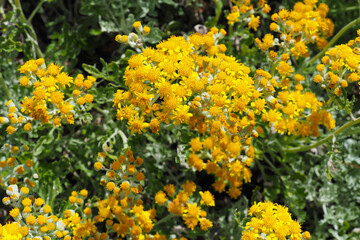 Obraz premium Tanacetum or partridge feather, green and silver white foliage with yellow flowers. Tansies, Asteraceae