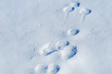 Fototapeta na wymiar Traces of animals in the snow. Animal footprints going through the snow