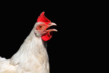 White hen isolated on black background. Talking hen is looking to the camera, space for text