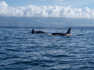 Fototapeta premium Amazing sunset in atlantic ocean with waves and wildlife dolphins and killer whales in açores, azores, portugal 
