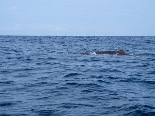Obraz premium Amazing sunset in atlantic ocean with waves and wildlife dolphins and sperm whales in açores, azores, portugal 