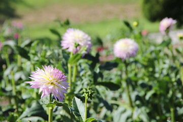 Fototapeta premium 淡いピンク色のダリア