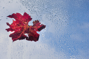 red leaf as symbol of the coming autumn.colorful autumn leaf on the window during the rain