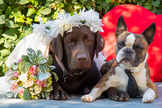 wedding photography, bride Labrador and groom Boston Terrier, dogs as people, comic photo
