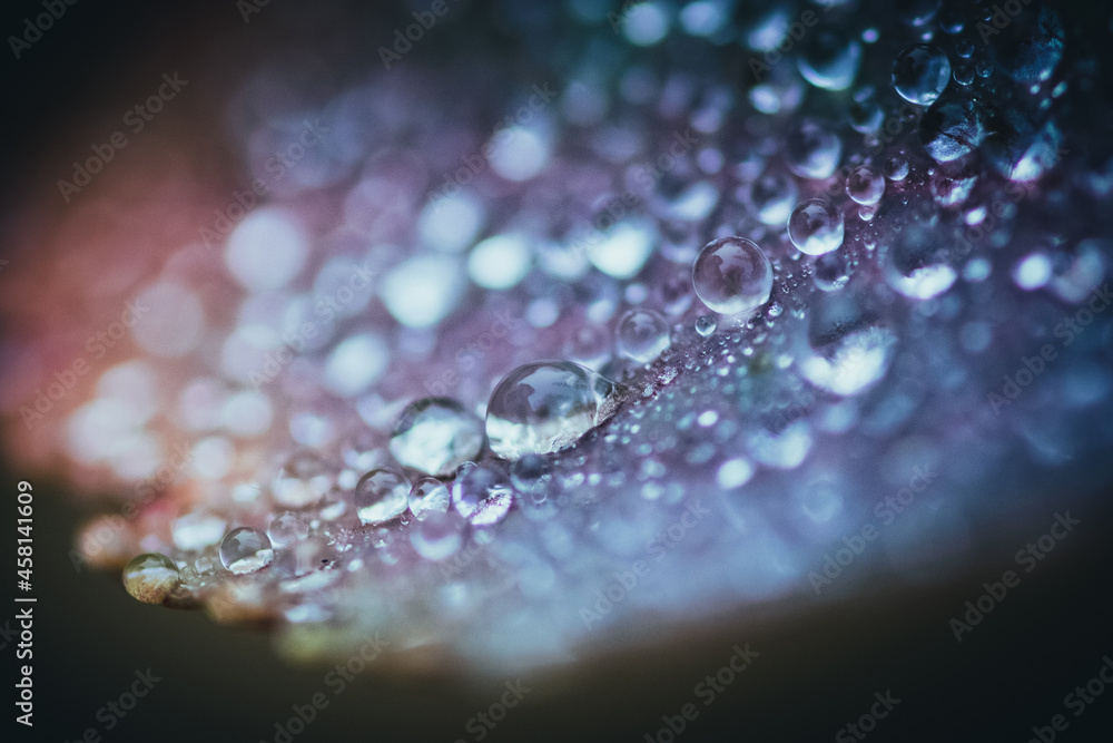 Aufkleber macro shot of dewdrops on the surface of a leaf with dark background