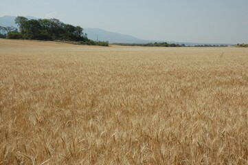 Golden wheat fields