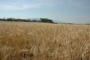 Golden wheat fields