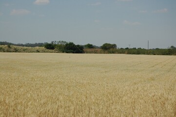 Fototapeta premium Golden wheat fields