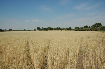 Golden wheat fields