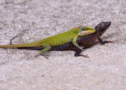 Two small fighting green and black lizards