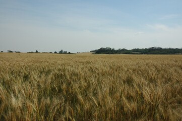 Golden wheat fields