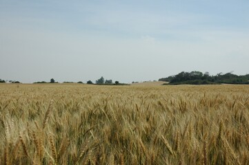 Obraz premium Golden wheat fields