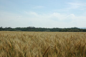 Golden wheat fields