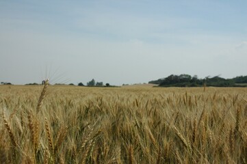 Golden wheat fields