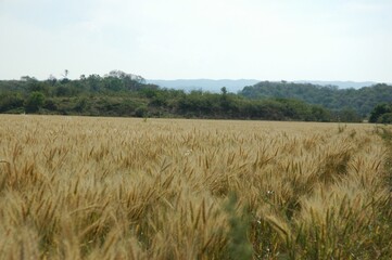 Golden wheat fields