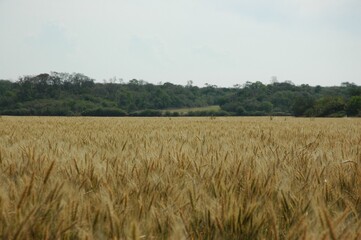 Golden wheat fields