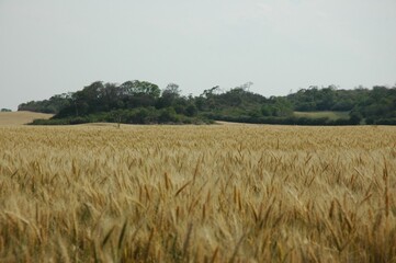 Golden wheat fields