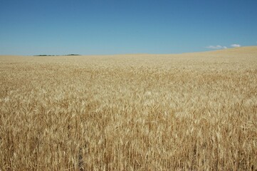 Golden wheat fields