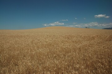 Golden wheat fields