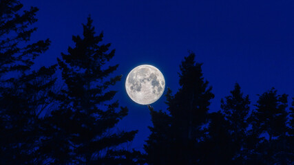 Full moon against midnight blue sky with silhouetted evergreens.