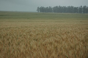Obraz premium Golden wheat fields