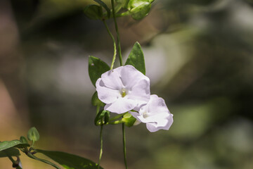 flowers in the garden