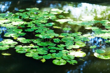 Leaves of Water Lily