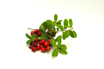 Branch of ripe organic fresh cranberries isolated on white background.