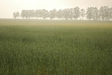Obraz na płótnie Canvas Golden wheat fields