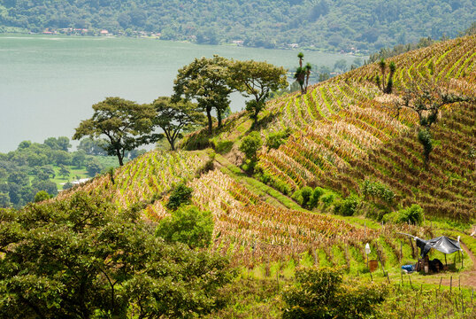 Panoramic view of rural area in Guatemala, corn cultivation, deforested area for agriculture, climate change.
