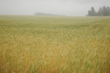Golden wheat fields