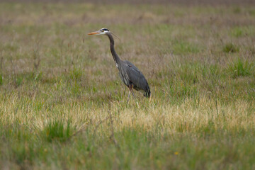 great blue heron