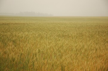 Golden wheat fields